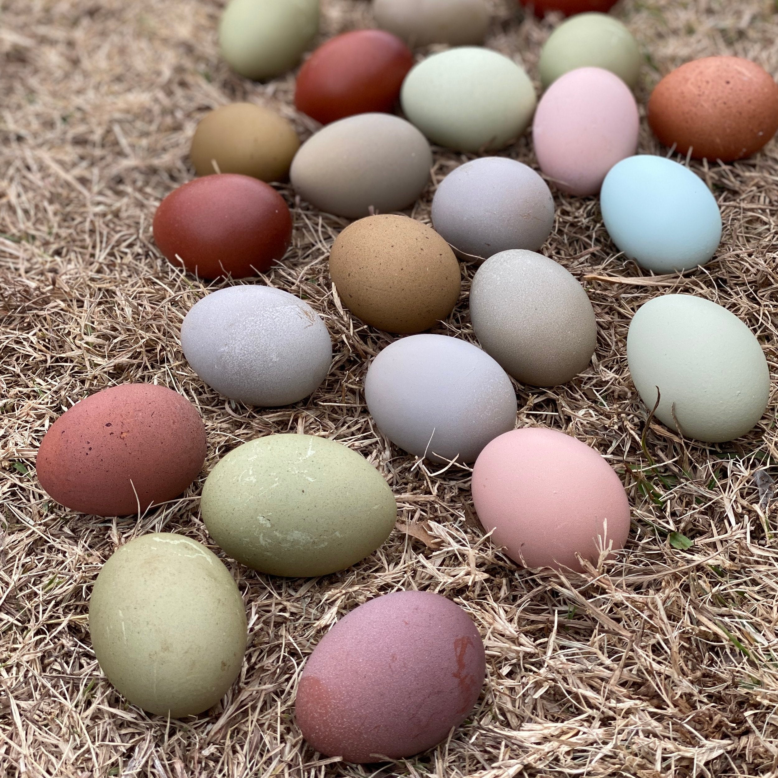 Hatching Your Own Chicken Eggs: Best Practices and High-Quality Hatching Eggs for Sale