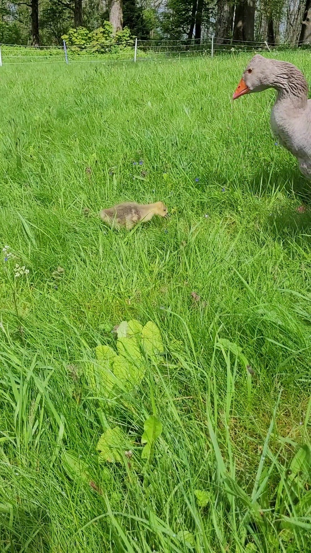 How Much Feed Does a Single Heavy Breed Goose Require? A Comprehensive Guide to Feeding Geese for Optimal Growth and Health.