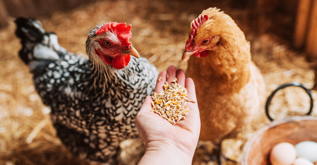 Ensuring Healthy Egg Development in Laying Hens: A Guide to Ovary Development and Calcium Supplementation