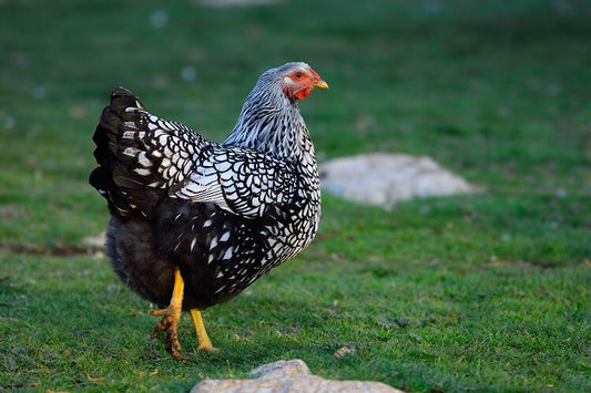 Bumblefoot in Chickens and Geese: Symptoms, Causes, Prevention, and Home Treatment
