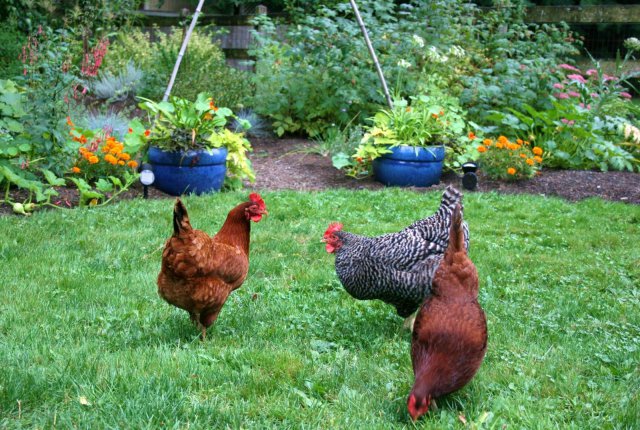 The Virtues of Breeding Hybrid Hens: Why They're a Smart Choice for Your Backyard Flock