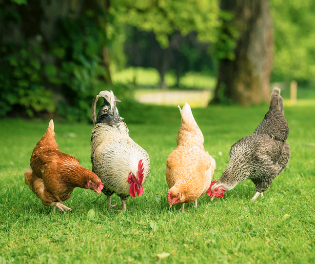 Maximizing Egg Quality: A Guide for Backyard Flock Owners on Hen Welfare and Nutrition