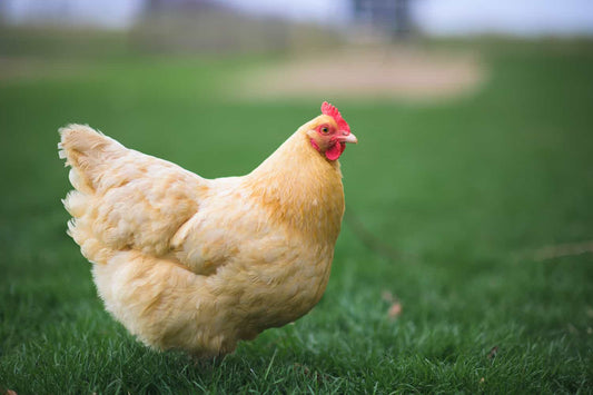 "Gentle and Fluffy: The Ultimate Guide to Buff Orpington Hens for Your Backyard Flock"