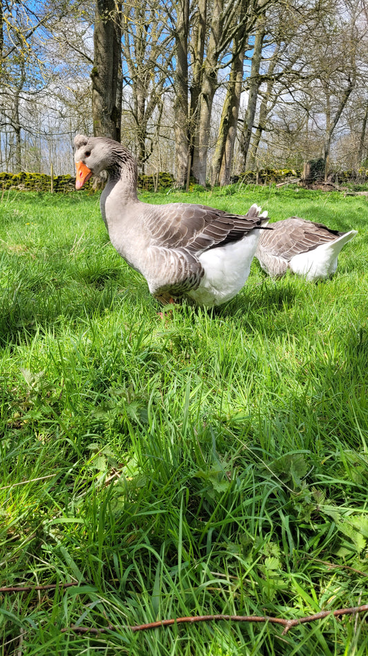 Tufted Toulouse Geese