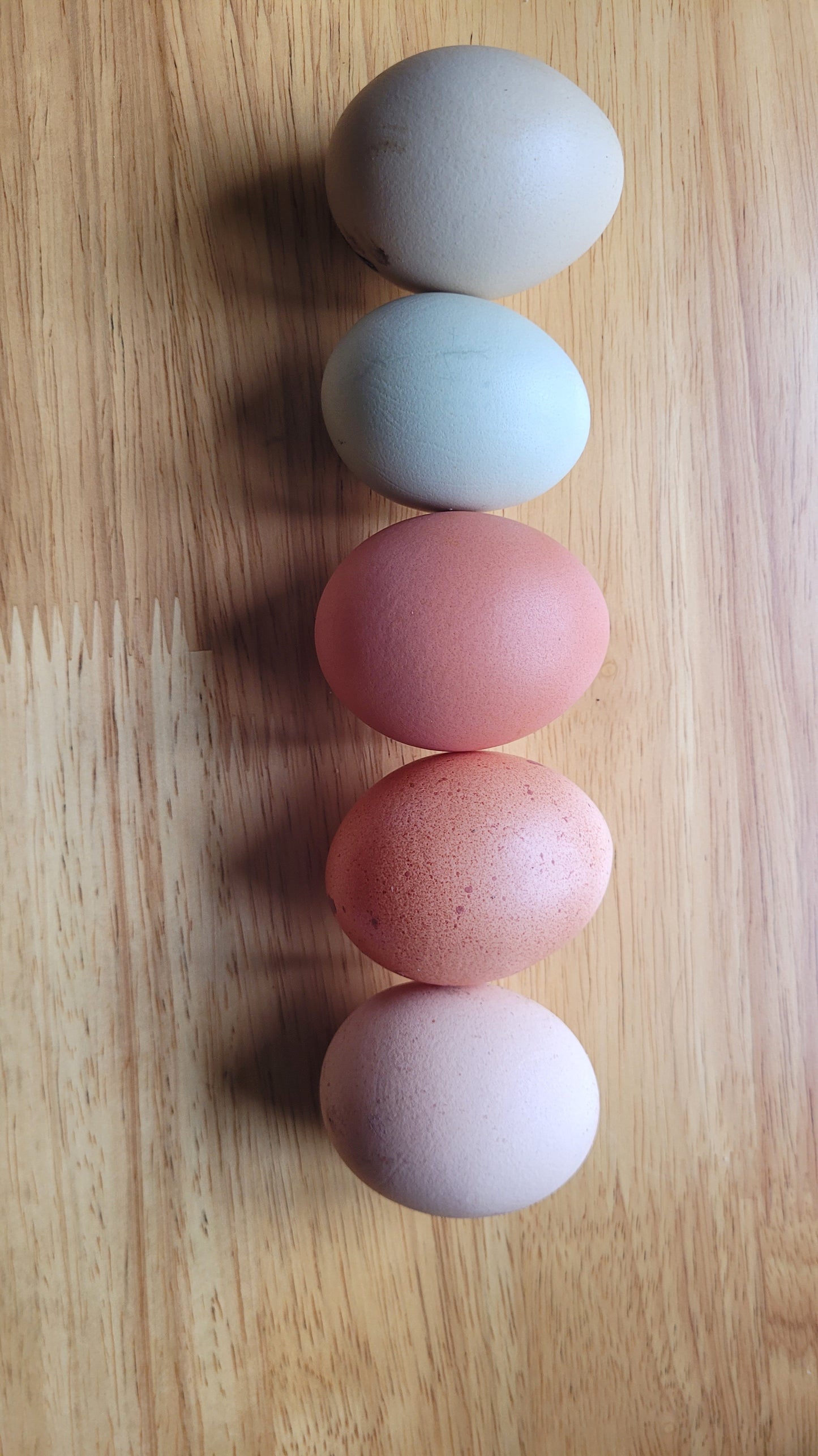 Hybid hatching eggs, choose your colour.