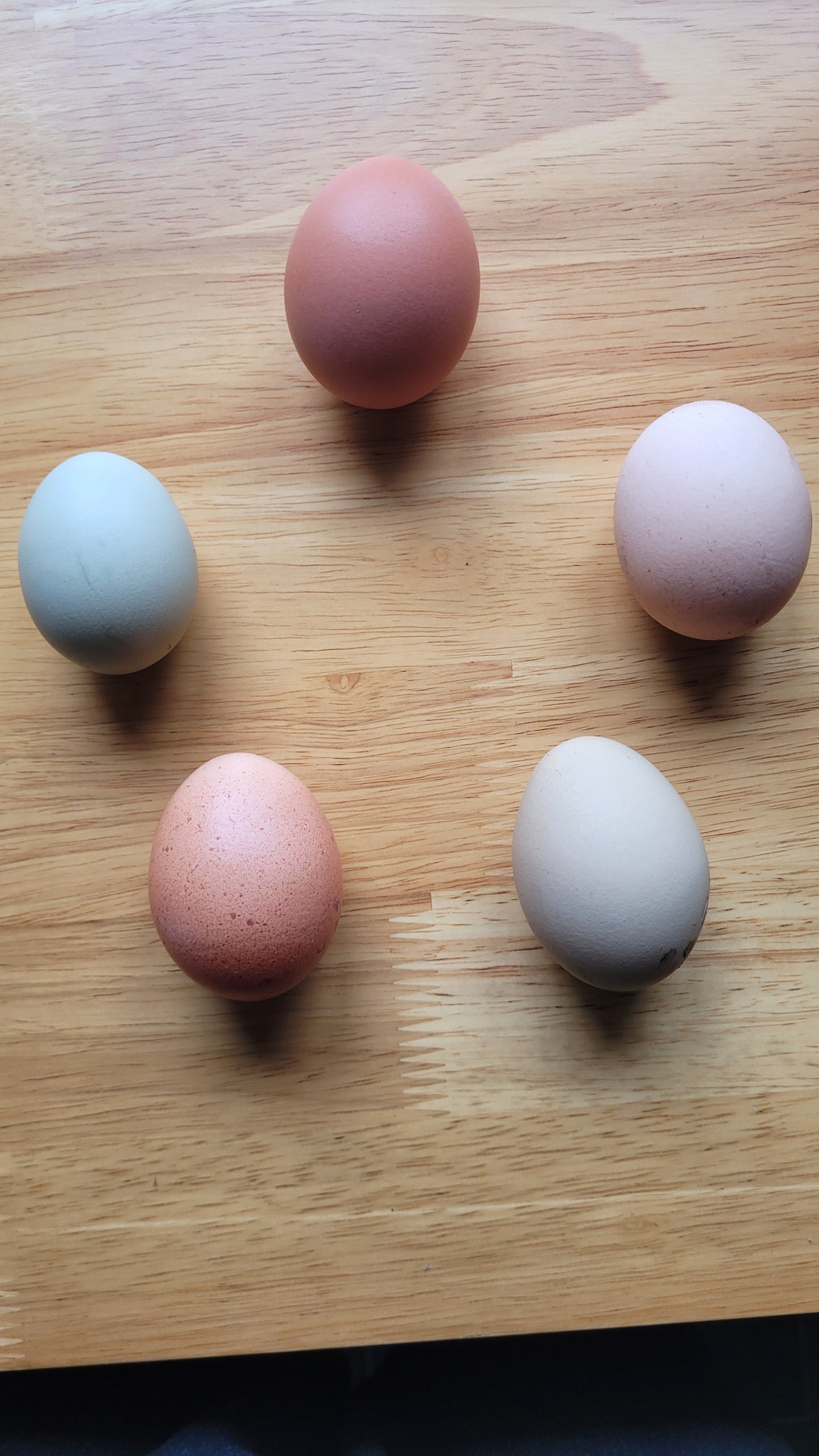 Hybid hatching eggs, choose your colour.